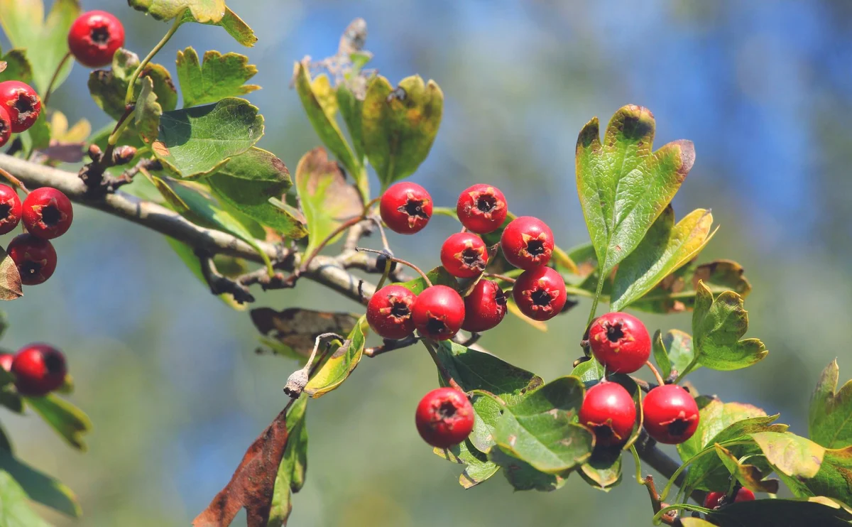 Głóg i hibiskus — naturalne zioła obniżające ciśnienie krwi z badaniami klinicznymi